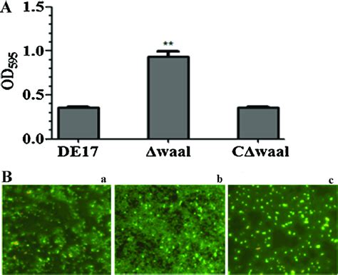 Determination Of The Bacterial Biofilm Formation A Crystal Violet Download Scientific