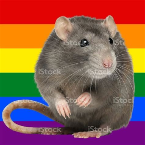 Stream The Gay Ass Rats Music Listen To Songs Albums Playlists For Free On SoundCloud