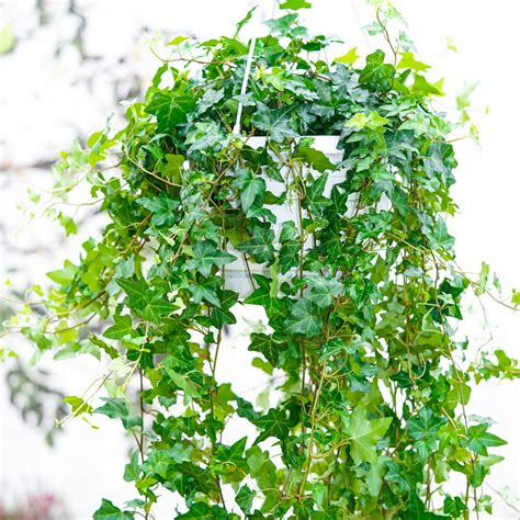 Hedera Helix Pittsburgh Cm Sklep Z Ro Linami Cocaflora