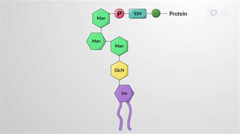 Lipid Anchored Proteins