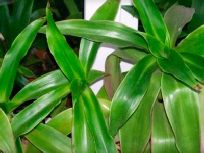 Золотой ус: описание и состав, лечебные свойства и применение в ...