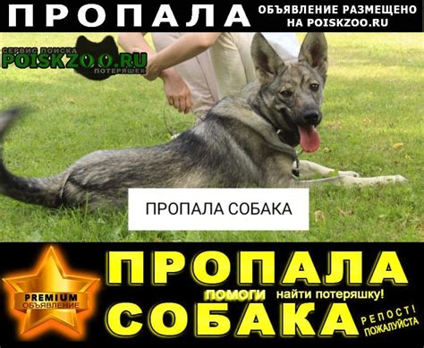 POISKZOO.RU™ on Twitter: "!!! ПРОПАЛА СОБАКА РОЗЫСК КОРОЛЕВ - PREMIUM ...