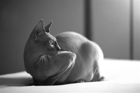 Premium Photo Portrait Of A Naked Cat