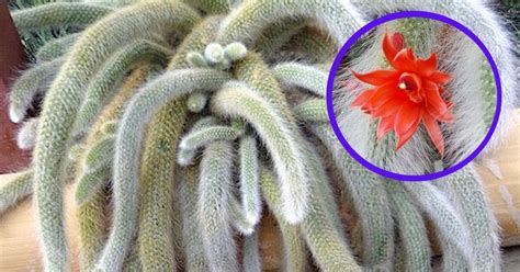 Planta Cola De Mono Cómo Se Cuida Y Cómo Hacerla Florecer