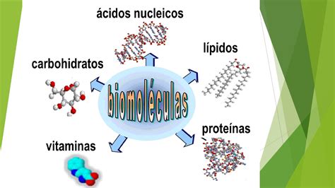 Subasta Productivo Orden Estructura Y Funcion De Las Biomoleculas