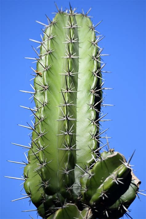 cactus plant nature  photo  pixabay