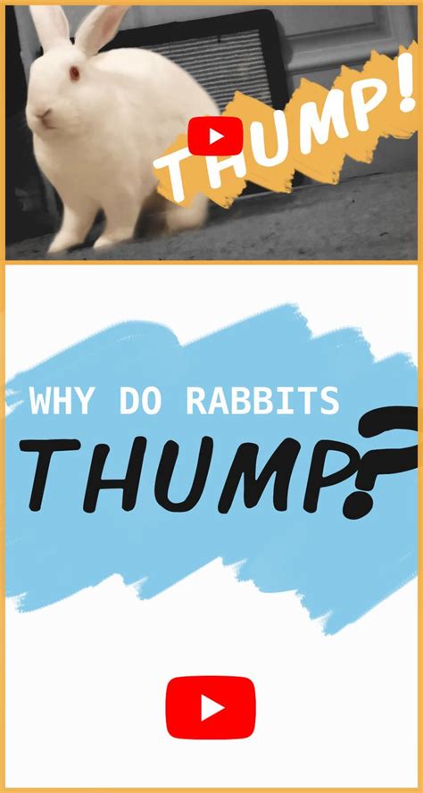 Why Do Rabbits Thump Rabbit Behavior Rabbit Care Pet Rabbit