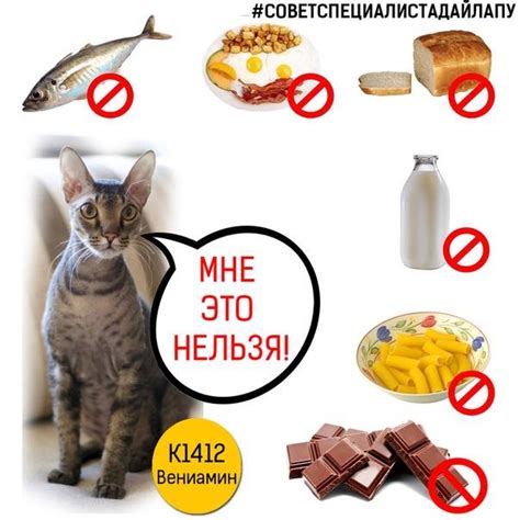 Можно ли кастрированного кота кормить обычным кормом: Чем отличается ...