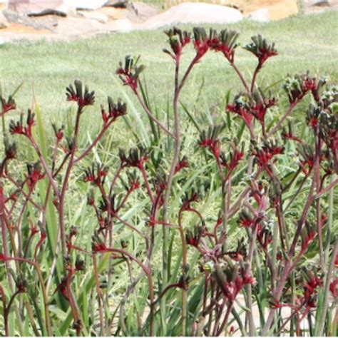 Anigozanthos Hybrid ‘regal Velvet Kangaroo Paw The Plant Cellar