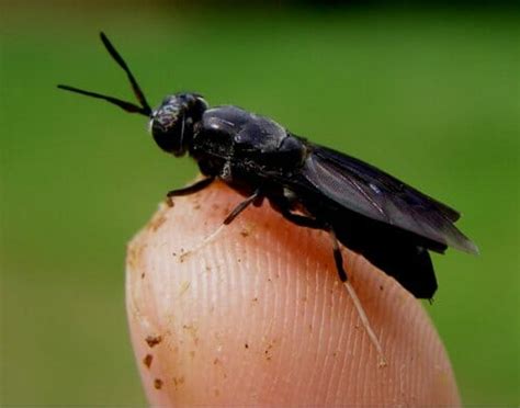 Producción y cultivo larvas mosca soldado negra