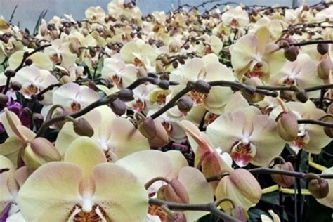 Орхидея Мандала: фото, описание сорта, цветение фаленопсиса, уход и отзывы