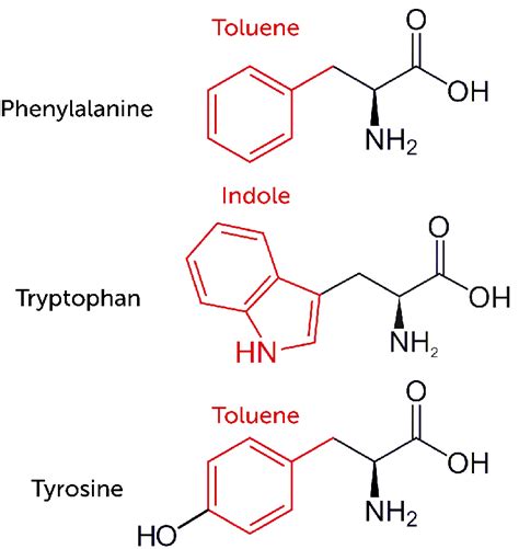 Schematic To Show The Amino Acids Black Phenylalanine Tyrosine