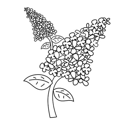 Desene De Colorat Cu Flori De Liliac Desene Cu Liliac De Colorat