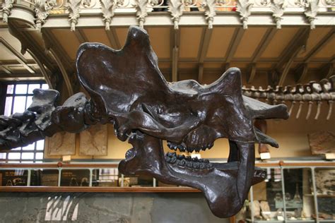 Uintatherium By Paleoguy On Deviantart