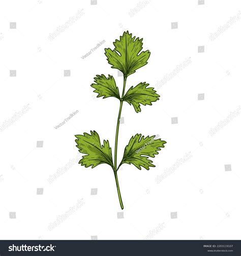 Coriander Parsley Cilantro Isolated Culinary Herb Stock Vector (Royalty