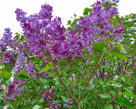 Lilacs | Ali Eminov | Flickr