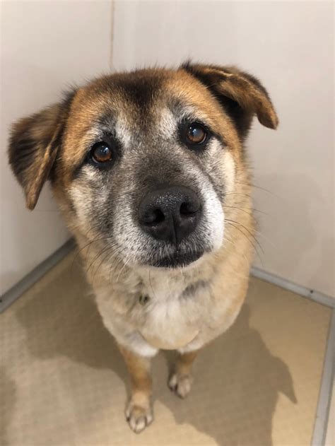 「食べることが大好きな【ト」広島県 犬の里親募集491293 2枚目の画像 ペットのおうち【里親決定25万頭！】