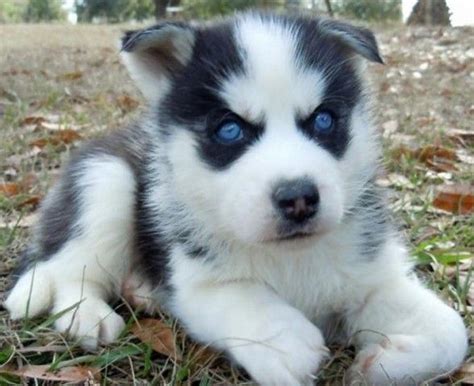 Cute Baby Huskies With Blue Eyes