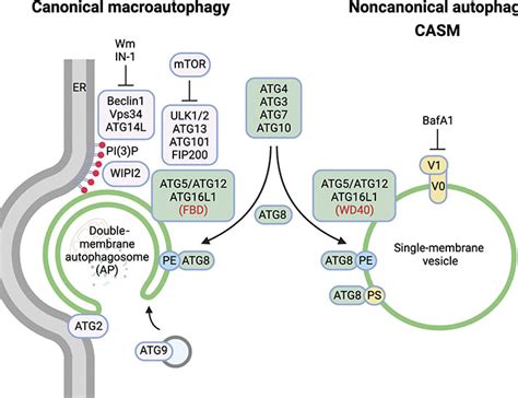 Many Roads Lead To Casm Diverse Stimuli Of Noncanonical Autophagy