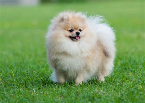 Pomeranian My Dog Breeders Part 51