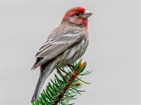 House Finch | Celebrate Urban Birds
