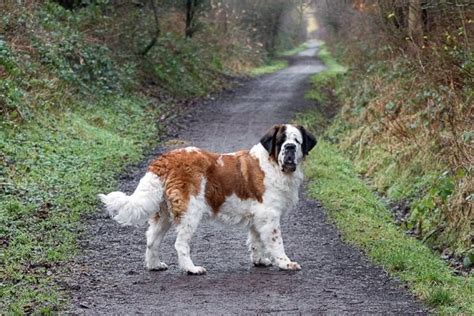 Saint Bernard (44 bilder): beskrivelse av rasen, karakteren til valpene ...