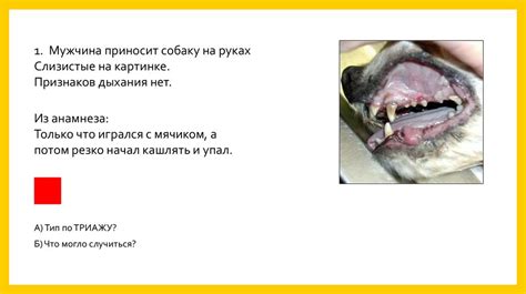 Внутренние заразные и незаразные заболеваниях мелких домашних животных ...