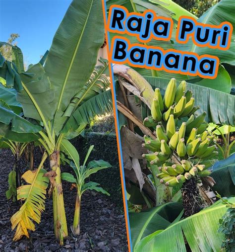 Raja Puri Banana Plant Dwarf Easy To Grow Cold Tolerant Delicious