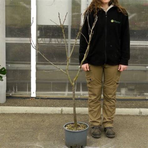 Plum Tree Dwarf Self Fertile Buy Plum Tree Dwarf Self Fertile