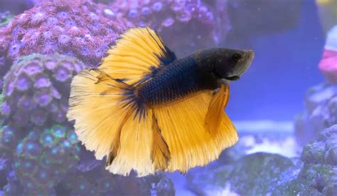 Bumblebee Betta Care Feeding Lifespan Breeding Health And Diseases