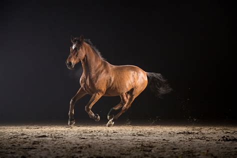 A Guide To Horse Gaits Terminology For Beginners Horse Rookie