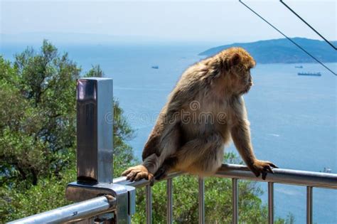 Barbary Macaques Monkey On Upper Rock In Gibraltar Natural Reserve