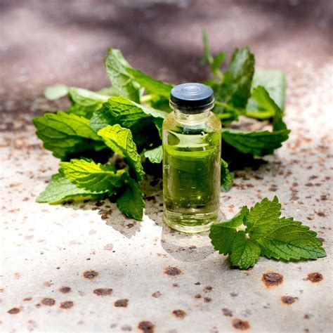 Aceite Esencial De Menta Descubre Su Poder Reto Bienestar