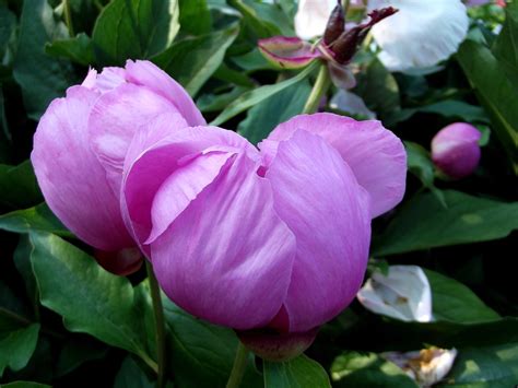 Paeonia Lavender Paeoniaceae Twacar Flickr