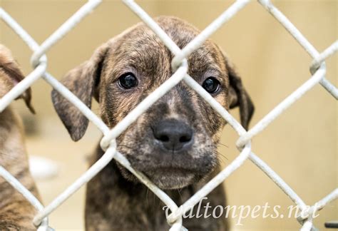 Sad dog pound puppy in kennel - WILLIAM WISE PHOTOGRAPHY