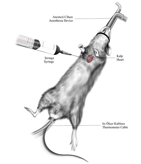 Rat Anesthesia, Heart and abdomen on Behance