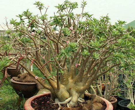 Adenium Arabicum BLACK PNW: купить 2 семени c доставкой почтой 🌸 ...