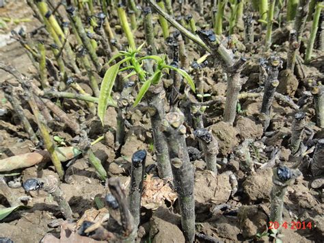 Experimental Farming: Avocado Cuttings Trial 2.