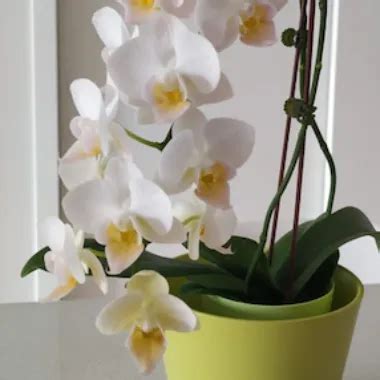 Awol Gay Amateur Amateur Porn XHamster