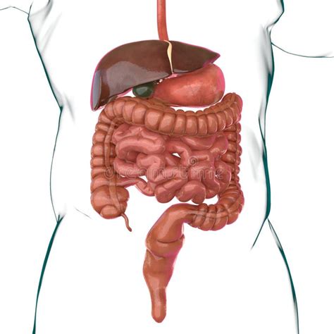 Anatomie Van Het Menselijke Spijsverteringsstelsel Voor Het Medische