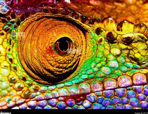 Qué descubres en las fascinantes imágenes de reptiles