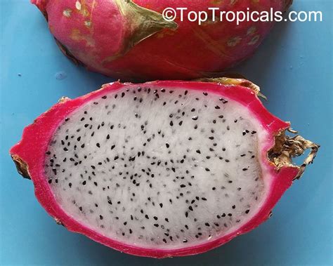 Hylocereus Sp Pitaya Pitahaya Dragon Fruit Strawberry Pear Artofit