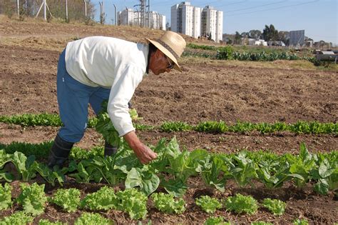 Agricultura Urbana Na América Latina Uma Opção Real De Alimentação