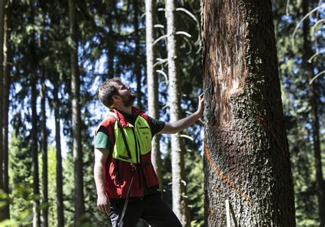 Anhaltende Trockenheit Bleibt Auch Im Wald Nicht Ohne Folgen