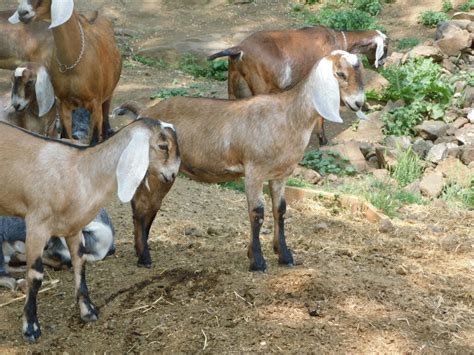B Wingwood Farm Dill Tacitus Imnaha Nubiansimnaha Nubians