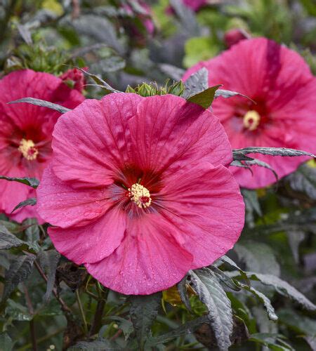 Evening Rose Hardy Hibiscus Salzsieder Nursery