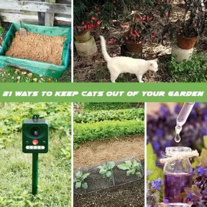 How To Repel Cats Ways To Keep Cats Out Of Garden