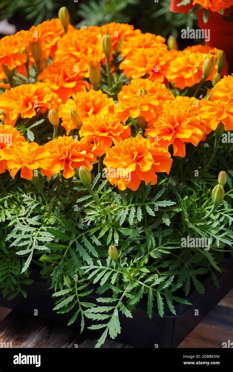 Tagetes Patula French Marigold In Bloom Orange Yellow Flowers Green