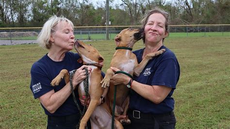 American Humane Rescue Team Cares For Hundreds Of Displaced Animals In