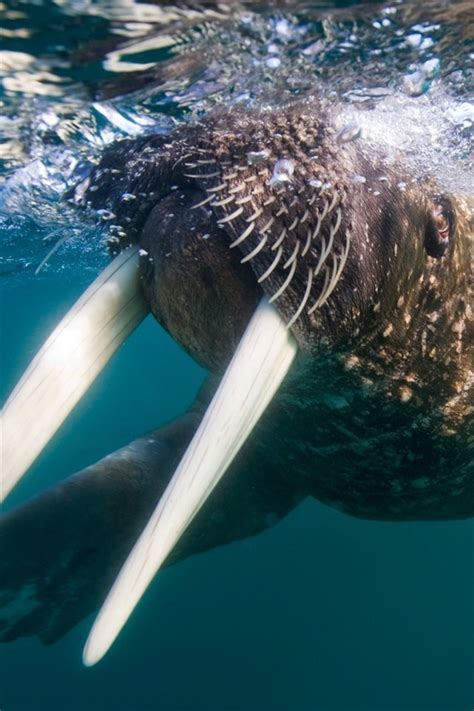 Wallpaper Walrus, tusks, underwater 1920x1200 Picture, Image